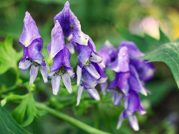 龍膽根：藏在高山里的“護膚猛藥”