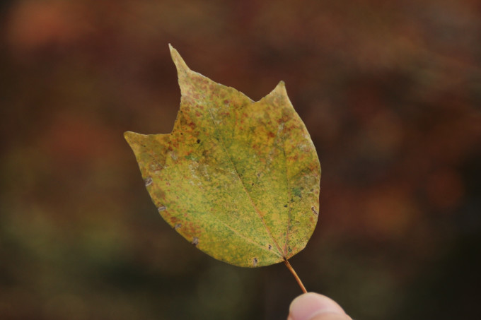 晚秋肌膚告急？解鎖換季維穩密碼